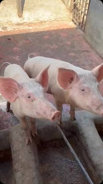 Piggery Pens